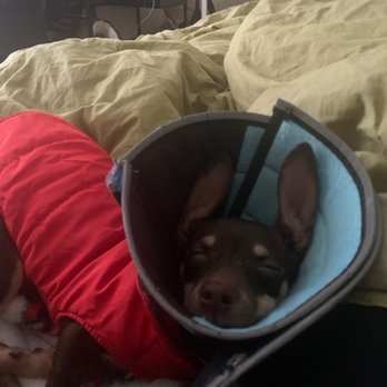 Denton County Animal ER - Here's the little baby healing thanks to them. - Emergency Pet Hospital Near Me - Denton, Texas