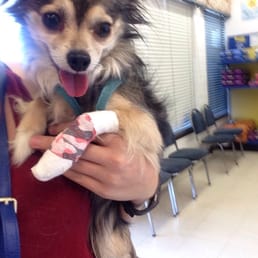 Removed his broken nail/dew claw and bandaged him up!