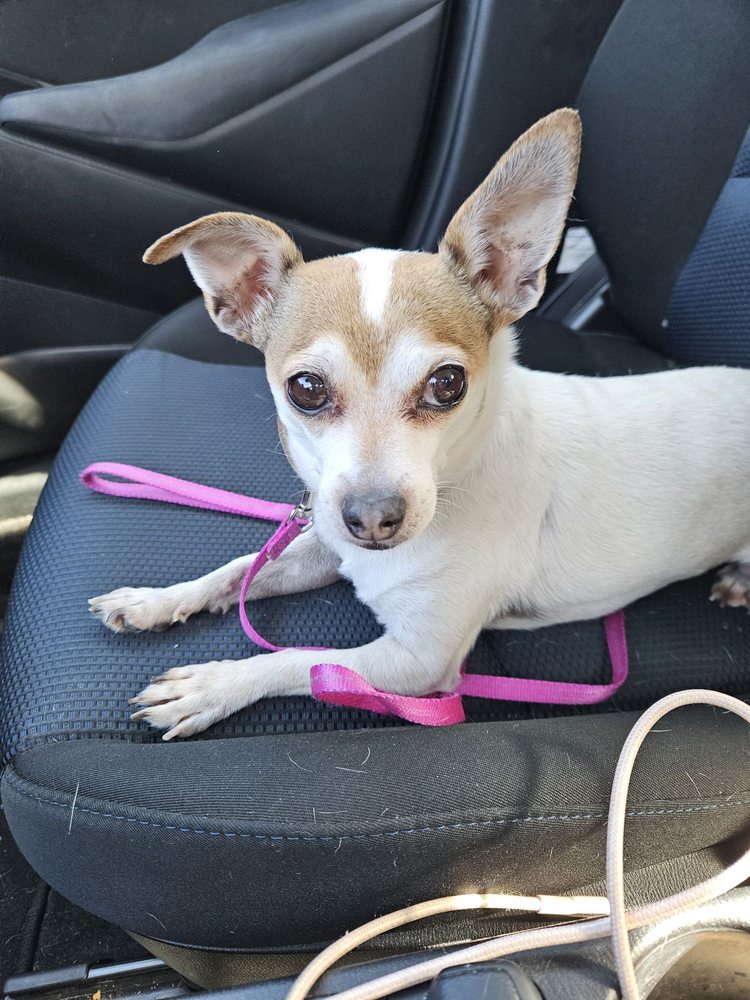 ANGELS PET GROOMING Updated August 2024 10 Photos & 19 Reviews