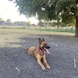 Purser Family Park - My dog at the dog park