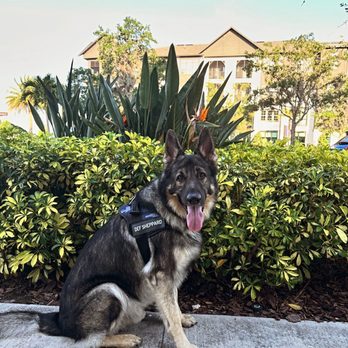 Spearfish Grille - The best damn German Sheppard in the world. - Seafood Near Me - Sarasota, Florida Spearfish Grille - The best damn German Sheppard in the world. - Seafood Near Me - Sarasota, Florida