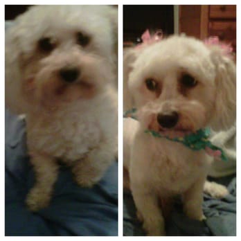 Tender Touch Grooming - before & after of Kupcake - Pet Groomers Near Me - Granada Hills, California Tender Touch Grooming - before & after of Kupcake - Pet Groomers Near Me - Granada Hills, California