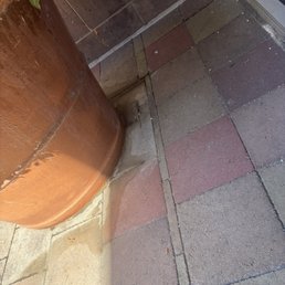 Lizard Lizard