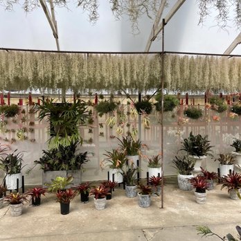 Airplant Alchemy - The showroom - Home & Garden Near Me - Carpinteria, California
