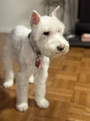 Sandy's Doggie and Kitty Spa