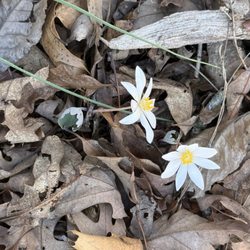 Augusta Springs Wetlands Trail - It was late March when we saw these Blood Root flowers.