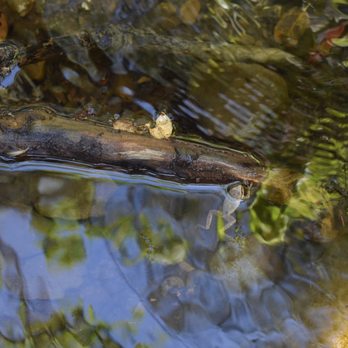 Sunol Regional Wilderness Area - Can you spot the frog? - Parks Near Me - Sunol, California Sunol Regional Wilderness Area - Can you spot the frog? - Parks Near Me - Sunol, California
