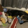 Traveling Tails Veterinary Clinic gift card