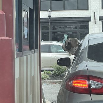 Smoothie King - a pug sticking his head out the window of a car - Juice Bars & Smoothies Near Me - Louisville, Kentucky