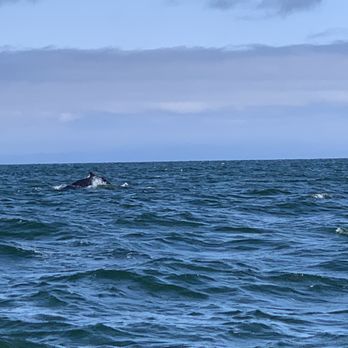 Wild Whales Vancouver - Humpbacks - Whale Watching Tours Near Me - Vancouver, British Columbia Wild Whales Vancouver - Humpbacks - Whale Watching Tours Near Me - Vancouver, British Columbia