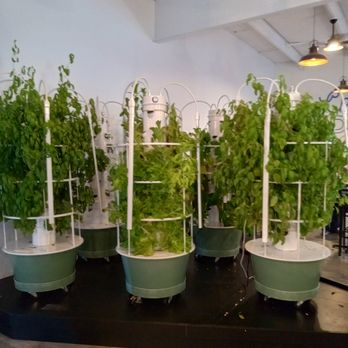 Crispy Edges - Growing fresh herbs and veg inside! - Pizza Near Me - Festus, Missouri