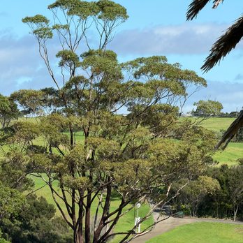 Carrington Resort Restaurant - Trees on the property - Restaurants Near Me - Kaitaia, NTL