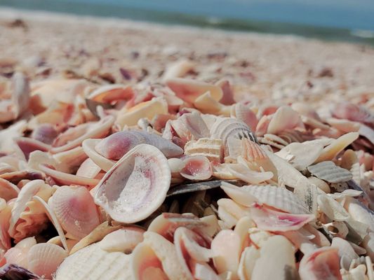 Clearwater Beach by null