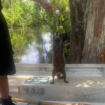 Ultimate Swamp Adventures - Momma Raccoon - Tours Near Me - Westwego, Louisiana Ultimate Swamp Adventures - Momma Raccoon - Tours Near Me - Westwego, Louisiana