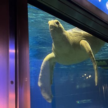 Shedd Aquarium - Aquariums Near Me - Chicago, Illinois Shedd Aquarium - Aquariums Near Me - Chicago, Illinois