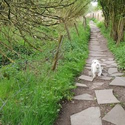 Pennington Flash Country Park - Barney at Pennington Country Park