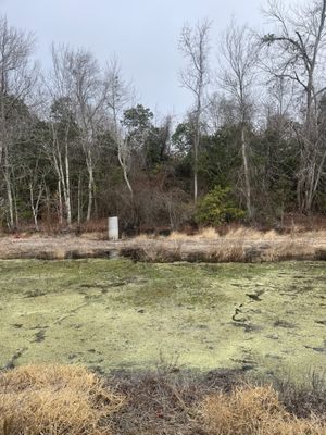 Alligator River National Wildlife Refuge by null