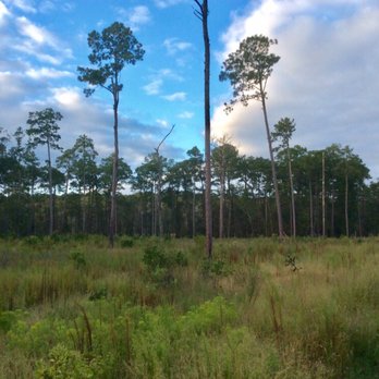 Goose Creek State Park - Parks Near Me - Washington, North Carolina