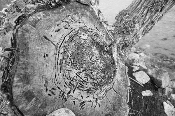 Toronto Island Park Olympic Island by null