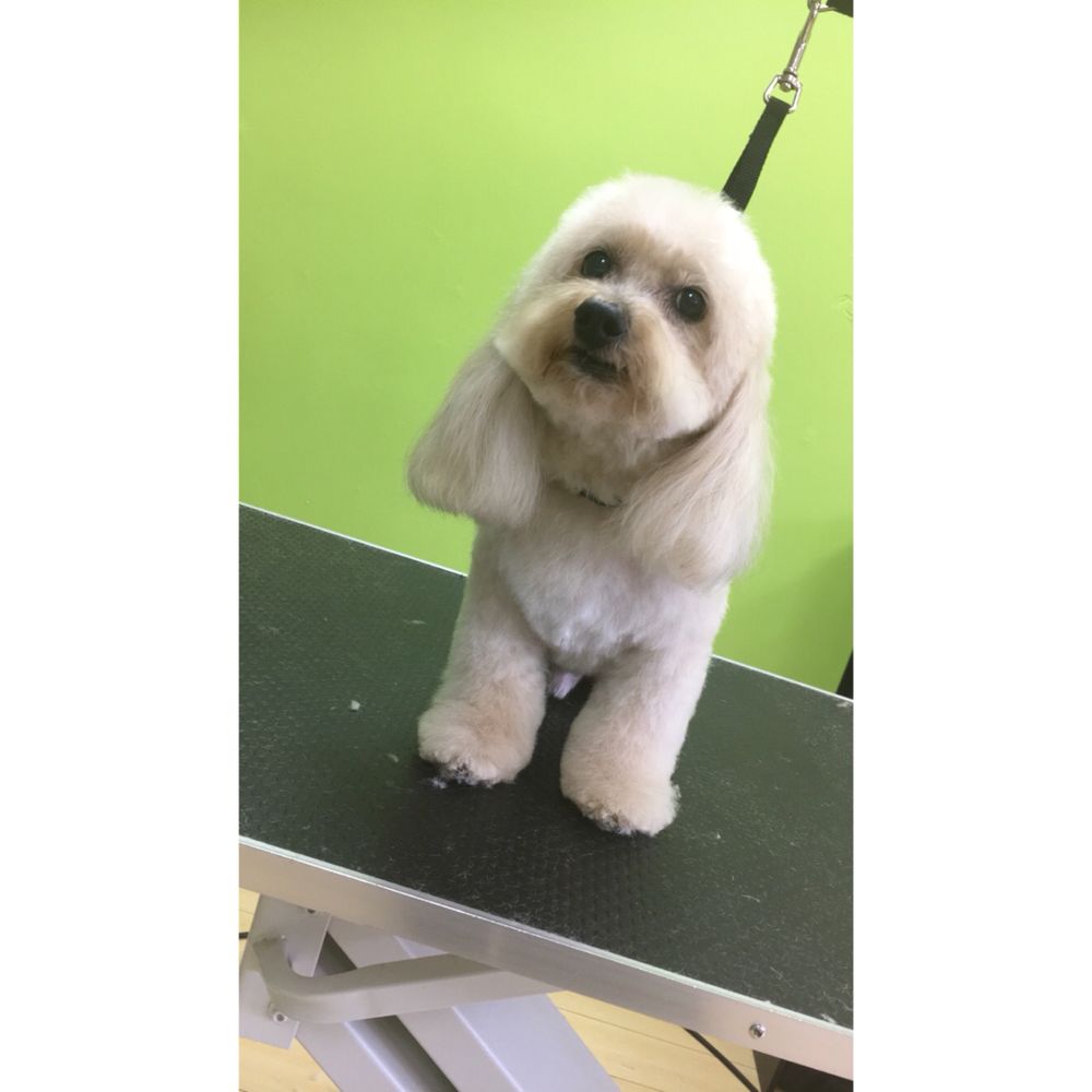 FUZZY PAWZ PROFESSIONAL PET GROOMING Updated September 2024 10