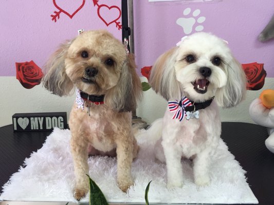 cupid doggie spa