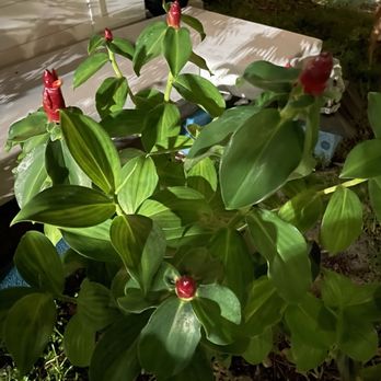 Georgie's Paradise - A type of ginger plant - Nurseries & Gardening Near Me - Miami, Florida