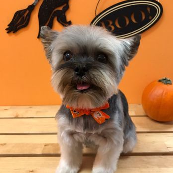 Blue Pooch - Super cute after visiting Blue Pooch - Pet Groomers Near Me - Los Angeles, California Blue Pooch - Super cute after visiting Blue Pooch - Pet Groomers Near Me - Los Angeles, California