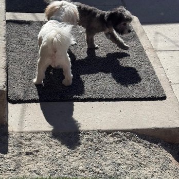 Paws Playland ABQ - Jaxx and Lucky meeting for the first time. - Pet Boarding Near Me - Albuquerque, New Mexico
