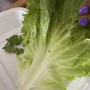 Pho Long Beach - Multiple bugs that were found in my pho, lettuce and egg rolls. - Vietnamese Near Me - Long Beach, California Pho Long Beach - Multiple bugs that were found in my pho, lettuce and egg rolls. - Vietnamese Near Me - Long Beach, California