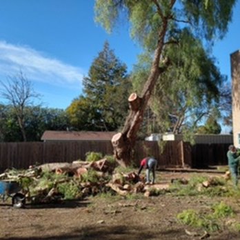 CBC Tree Services Inc - Tree Services Near Me CBC Tree Services Inc - Tree Services Near Me
