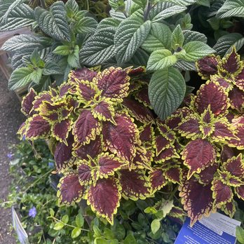 SummerWinds Nursery - Campbell - Pretty plants - Nurseries & Gardening Near Me - Campbell, California SummerWinds Nursery - Campbell - Pretty plants - Nurseries & Gardening Near Me - Campbell, California