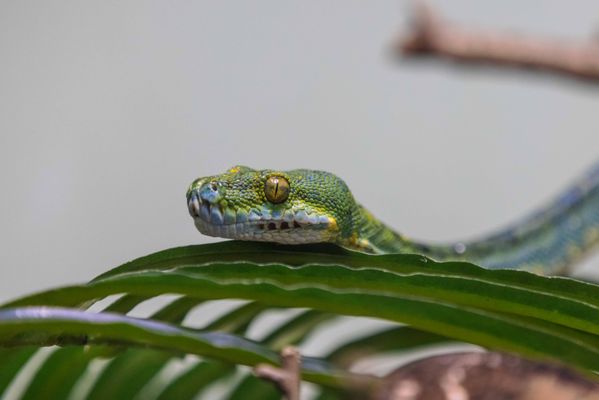 Staten Island Zoo by null