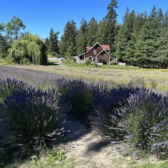 Purple Haze Lavender Farm - Field - Flowers & Gifts Near Me - Sequim, Washington