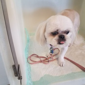 Spa 4 Paws - Pet Groomers Near Me - Edwardsville, Illinois Spa 4 Paws - Pet Groomers Near Me - Edwardsville, Illinois