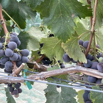 Khm Produce - a bunch of grapes growing on a vine - Pick Your Own Farms Near Me - Aguanga, California
