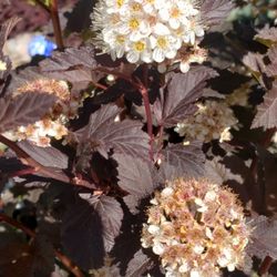 Farwest Landscape & Garden Center - Plant our summer flowering shrubs now
