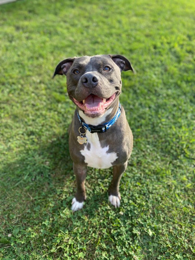 MADISON ROAD VETERINARY CLINIC Updated July 2024 12 Reviews 1800