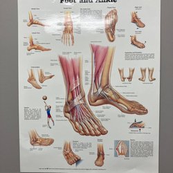 Biel Foot & Ankle Specialists