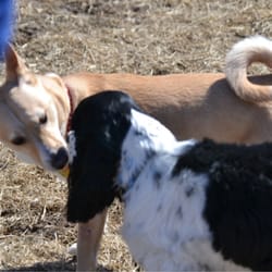 Swift Run Dog Park - It's just my dog Dylan checking out someone's dog who we met that day.