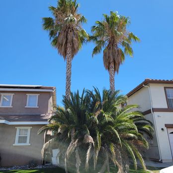 Pearloga Tree service - Before... - Tree Services Near Me Pearloga Tree service - Before... - Tree Services Near Me