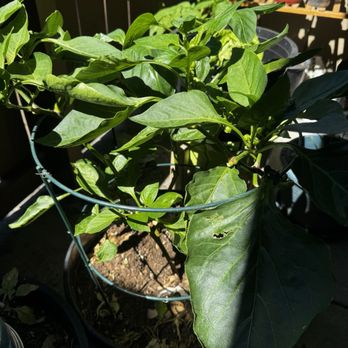 Oakland City Trading - Bell peppers, 3 months - Books, Mags, Music & Video Near Me - Oakland, California Oakland City Trading - Bell peppers, 3 months - Books, Mags, Music & Video Near Me - Oakland, California