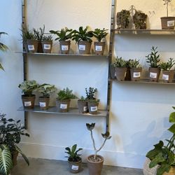 Ti Tree Plants - Indoor plants in recycle containers