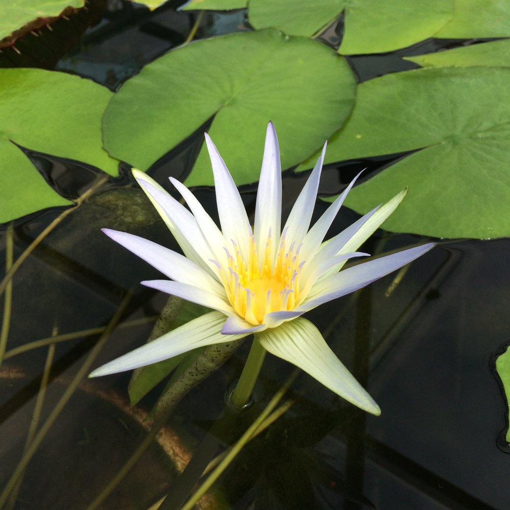 Adelaide Botanic Garden - Water Lily - Botanical Gardens Near Me - Adelaide, SA