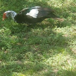 TGH Imaging - Ducks need ct?