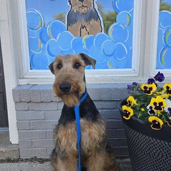Pet Parlor - Pet Groomers Near Me - Staunton, Virginia Pet Parlor - Pet Groomers Near Me - Staunton, Virginia