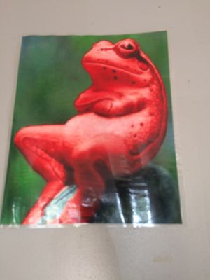 Red Frog by null