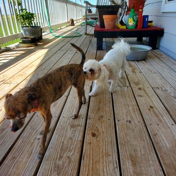 K9 Consultants - Pet Training Near Me - San Benito, Texas K9 Consultants - Pet Training Near Me - San Benito, Texas