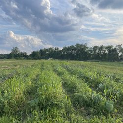 Blackberry Meadows Farm