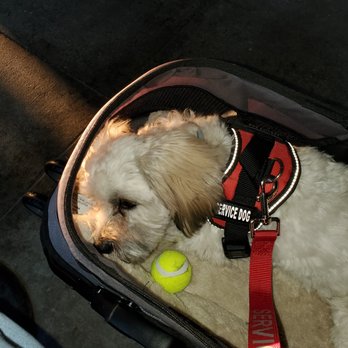 Turtle Tavern - This holster was visible at clearly state he's a service dog! - Bars Near Me - Delray Beach, Florida Turtle Tavern - This holster was visible at clearly state he's a service dog! - Bars Near Me - Delray Beach, Florida