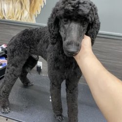 K9 global grooming